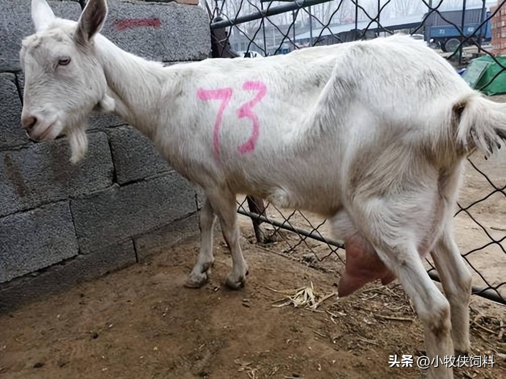 母羊乳房炎怎么治疗？母羊乳房炎的症状与治疗方法，本文来解答！