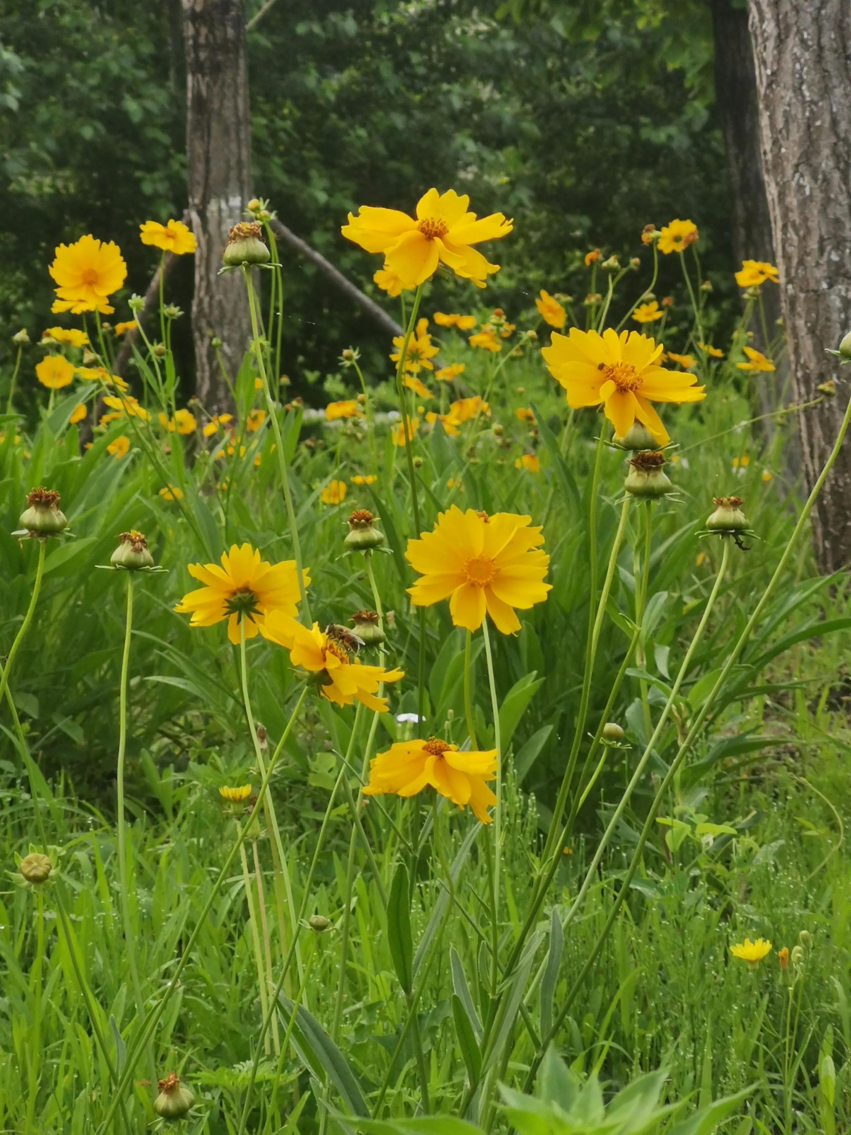 长春市南湖公园和南溪小镇,长春北湖湿地和南溪谁大