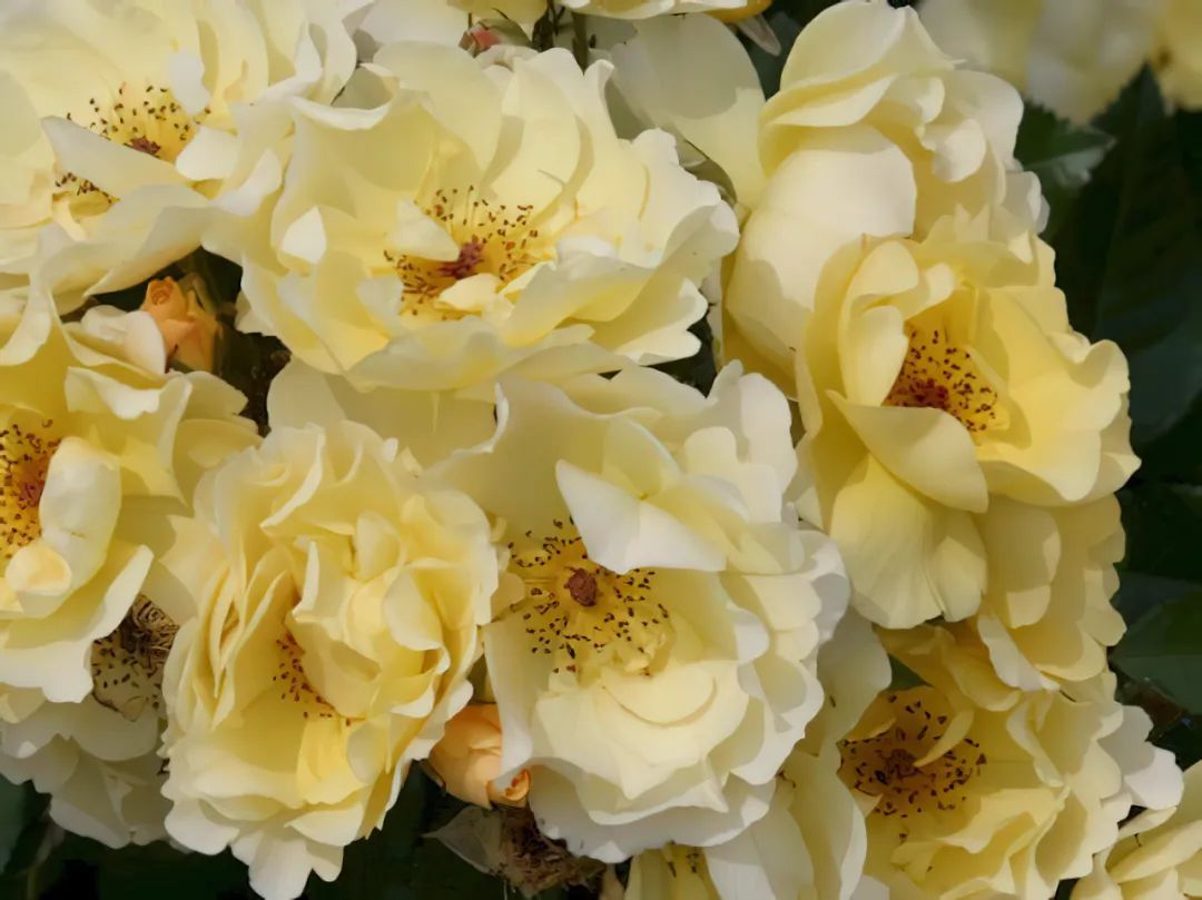 比较鲜又好养的月季品种,最值得养的大花浓香月季品种