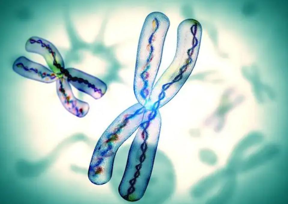 *亲近**繁殖危害很大！这是来自基因的“诅咒”，无法破解