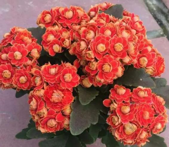 长寿花的扦插方法视频教程,长寿花扦插时间和方法图解