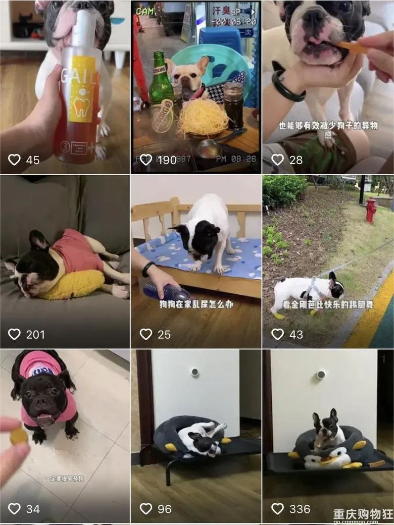 宠物博主有多赚钱,宠物博主怎么盈利