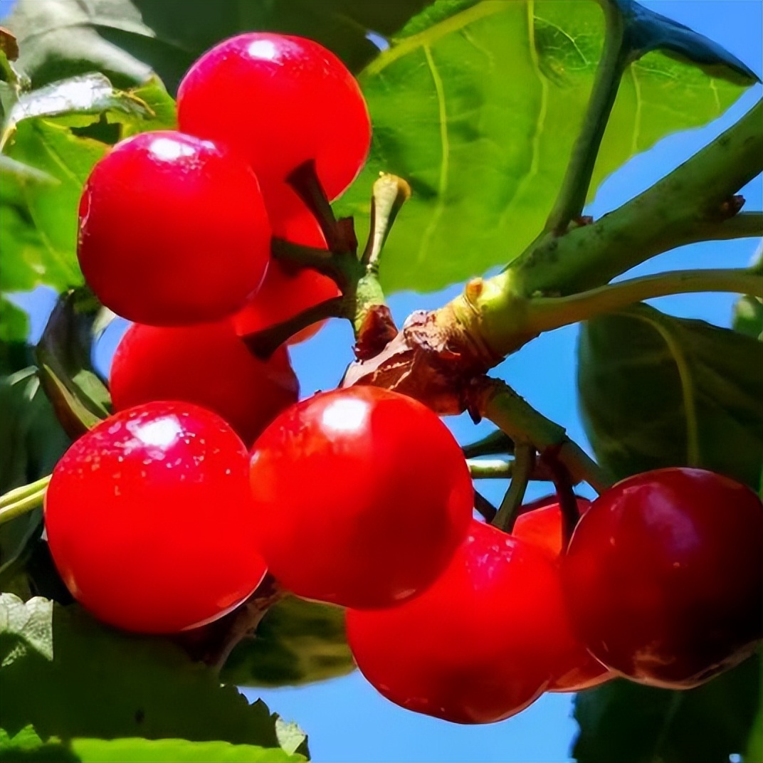 这里的“恩桃儿”红了