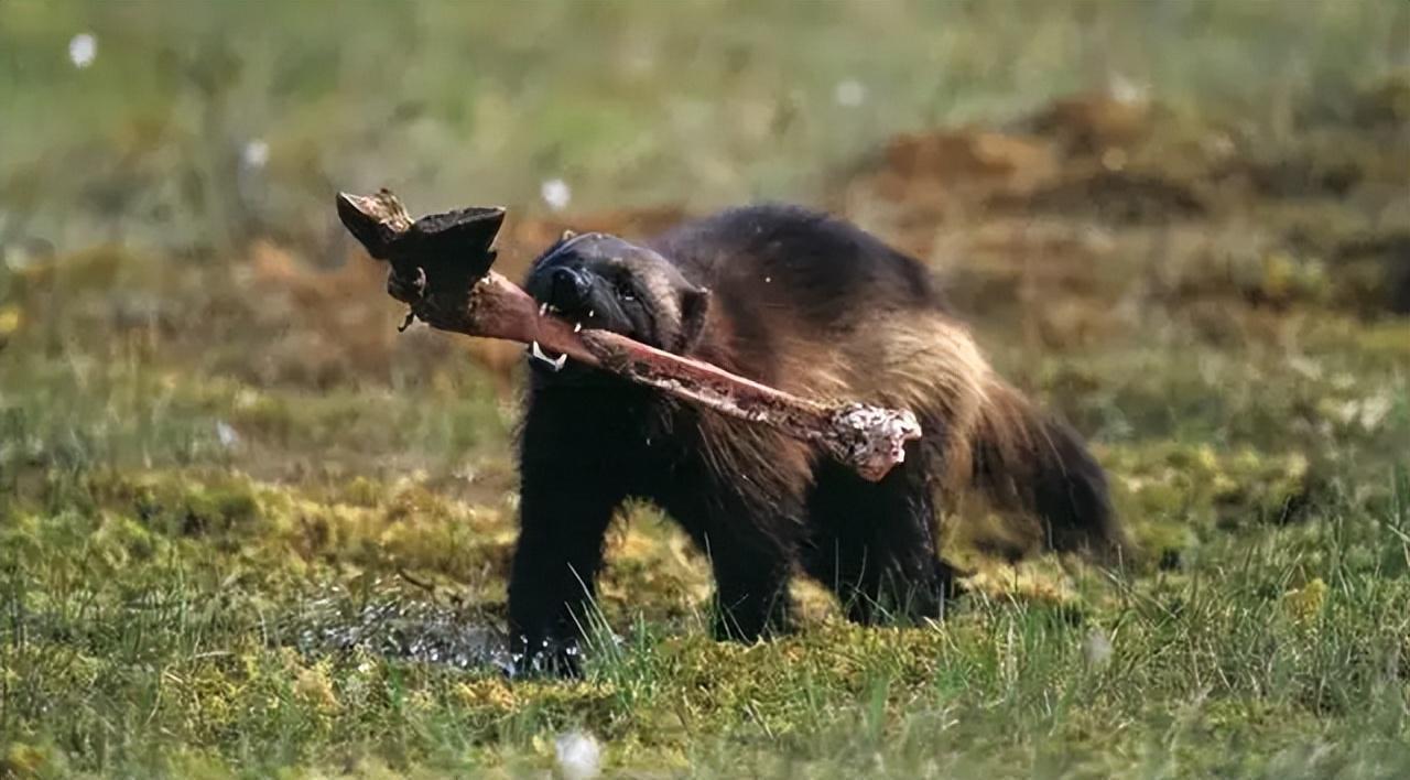 鼬科里平头哥是不是最厉害,鼬科最强猛兽