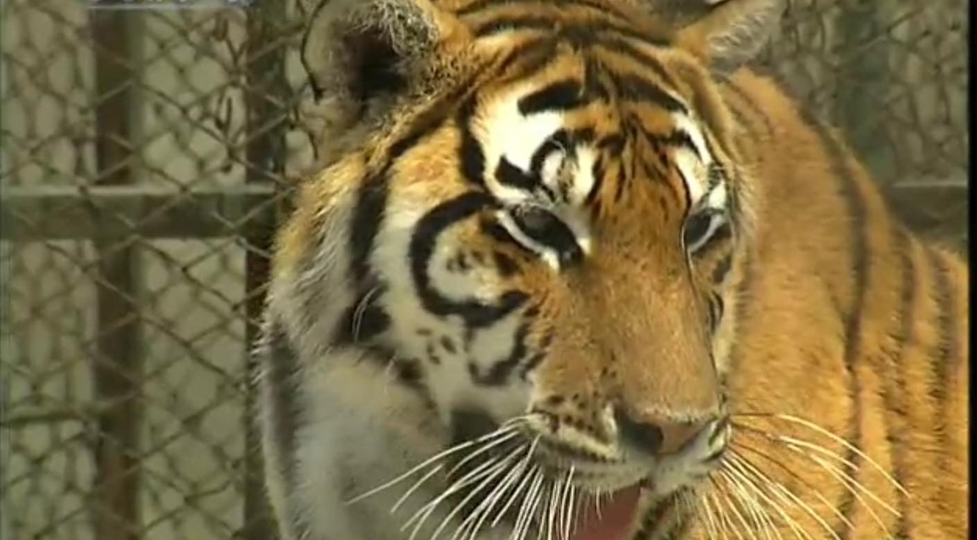 狗和狼故事简介,狗和狼的故事真实感动