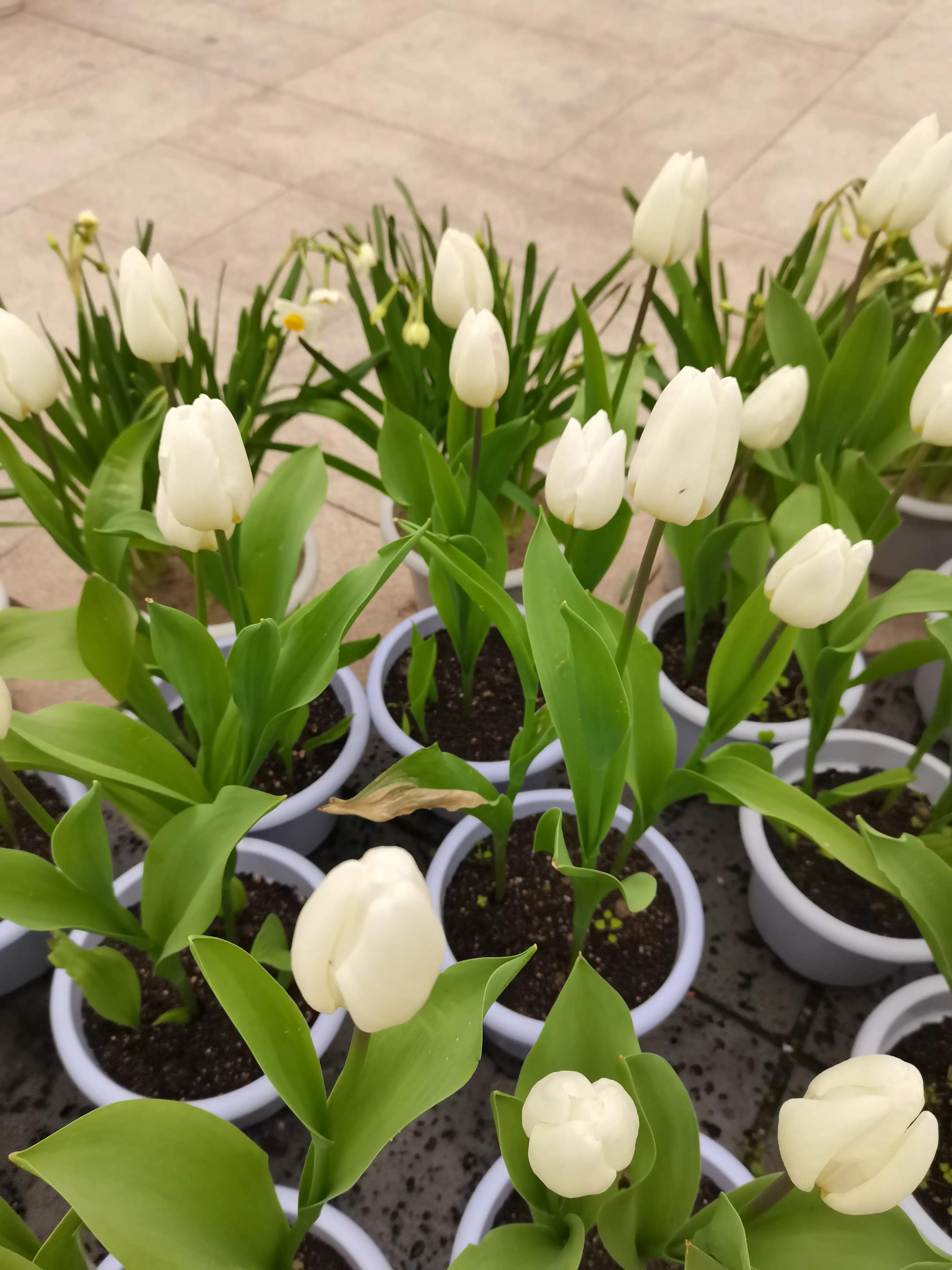 福州郁金香温泉公园,福州花海公园郁金香