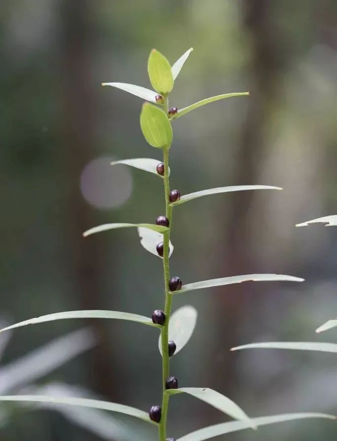 百合种类名称及图片及花语,可以入药的百合品种
