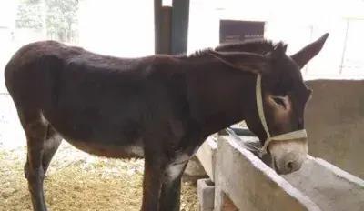 村民给母驴配种，公驴用力过猛弄死母驴，索赔1000元，闹到镇政府