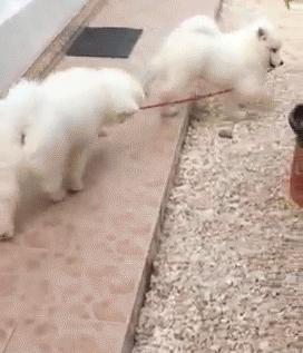 萨摩耶如何判断是不是串串,萨摩耶纯种和串子都有哪些区别