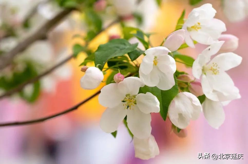 延庆冬奥小镇游玩,北京冬奥延庆观光旅游