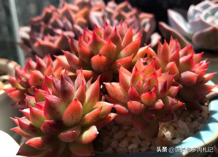 多肉叶片长不大怎么回事,多肉叶片只长根不爆崽什么问题