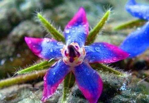 五星花有什么特点,五星花最漂亮的品种