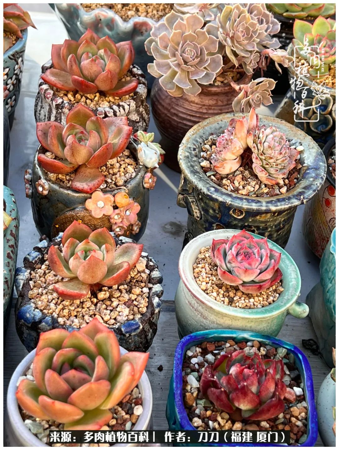 多肉夏季不好养品种有哪些,高花盆为什么养不好多肉