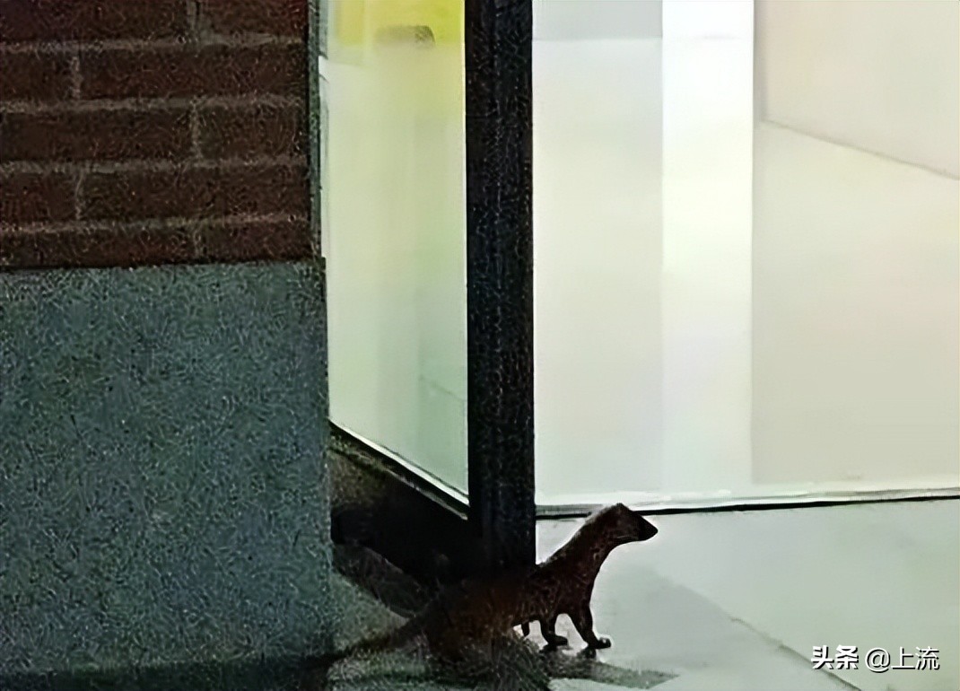 被黑天鹅打得措手不及,学校黑天鹅被学生拿