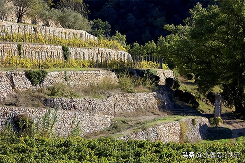 法国直供chateaulafitte波尔多葡萄酒,法国波尔多左岸与右岸的酒庄