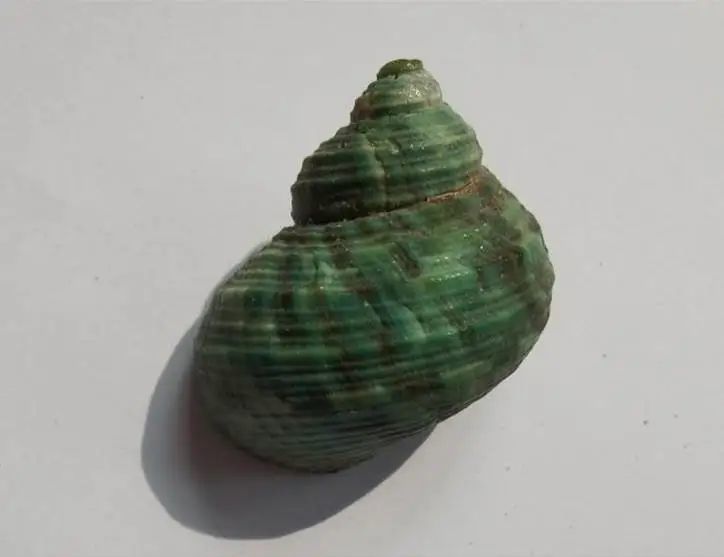 海南海鲜贝类有哪些,海南海鲜贝类