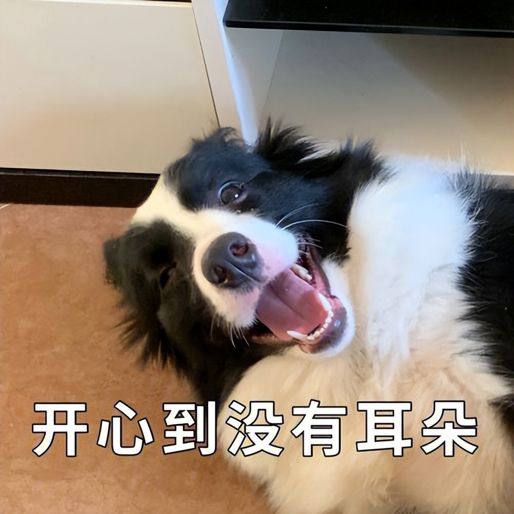 忠诚聪明老实便宜可爱跑得快的狗,什么狗无体味不掉毛聪明好喂养