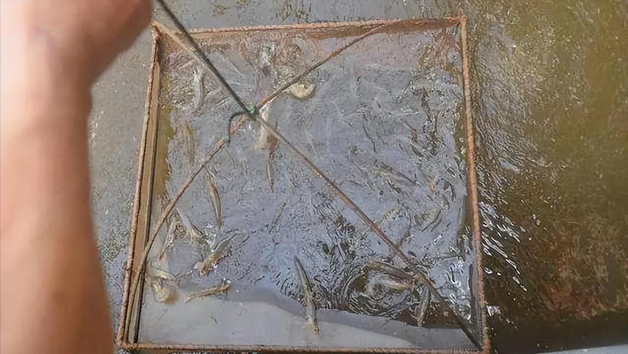 对虾吃料慢怎么治疗，对虾吃料慢的解决办法，方法在这里