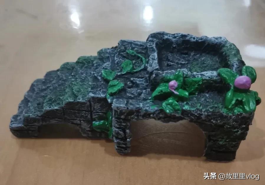 买了两只小乌龟现在长得特别大,乌龟长到几厘米开始生蛋