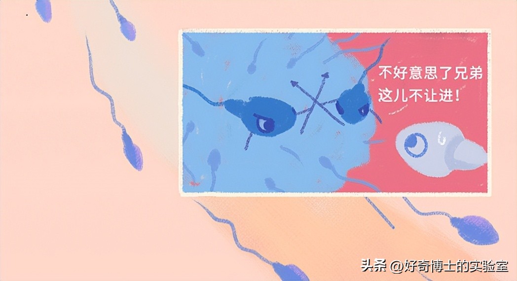 精子进入人体1小时变化,精子进入人体24小时变化