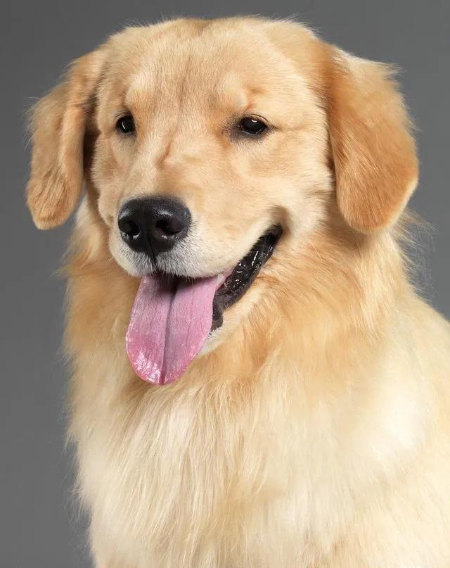 100多种名犬图片大全大图高清,100多种名犬图片大全大图