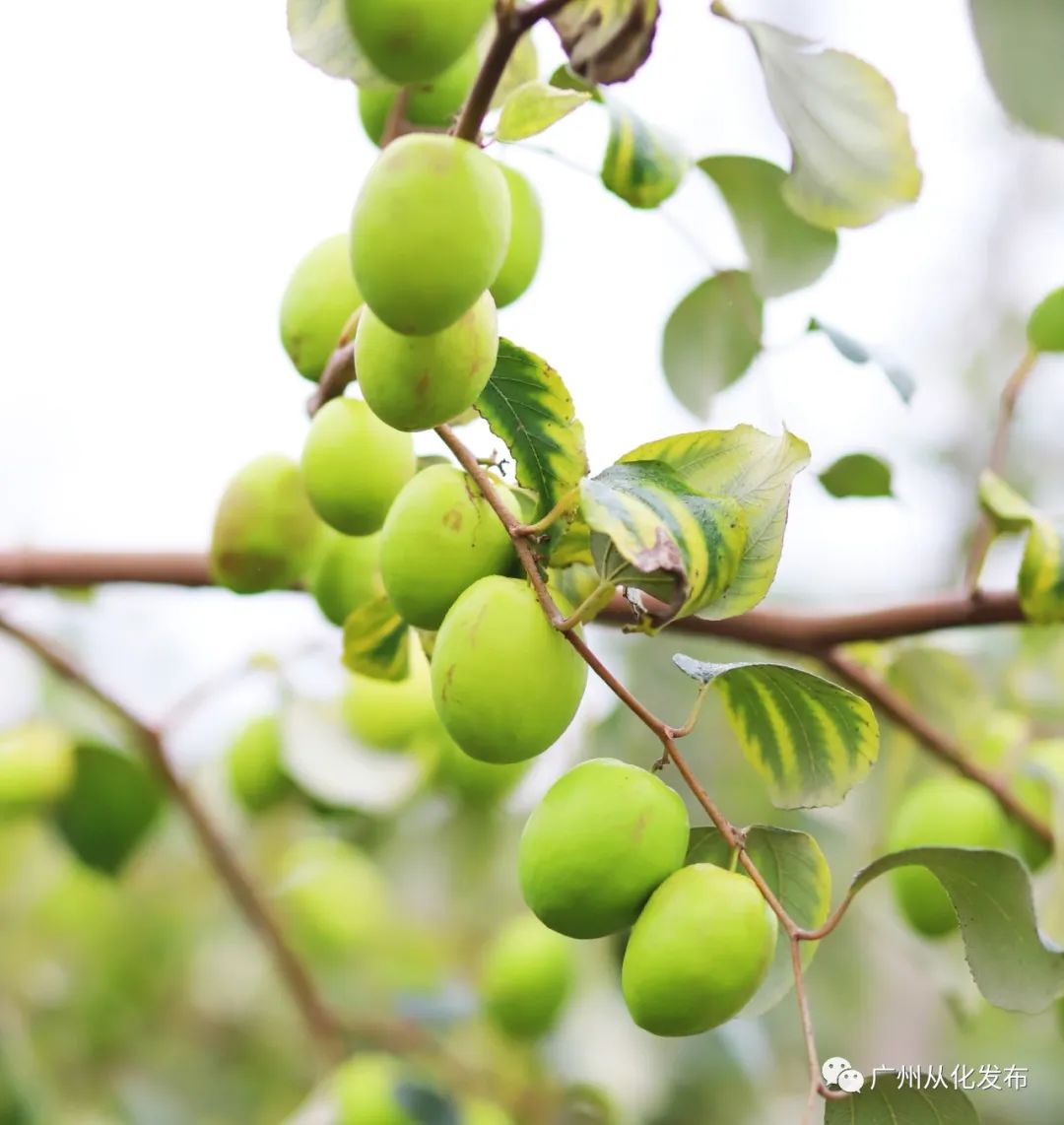 两人从化两天一夜游玩攻略,去从化玩的攻略
