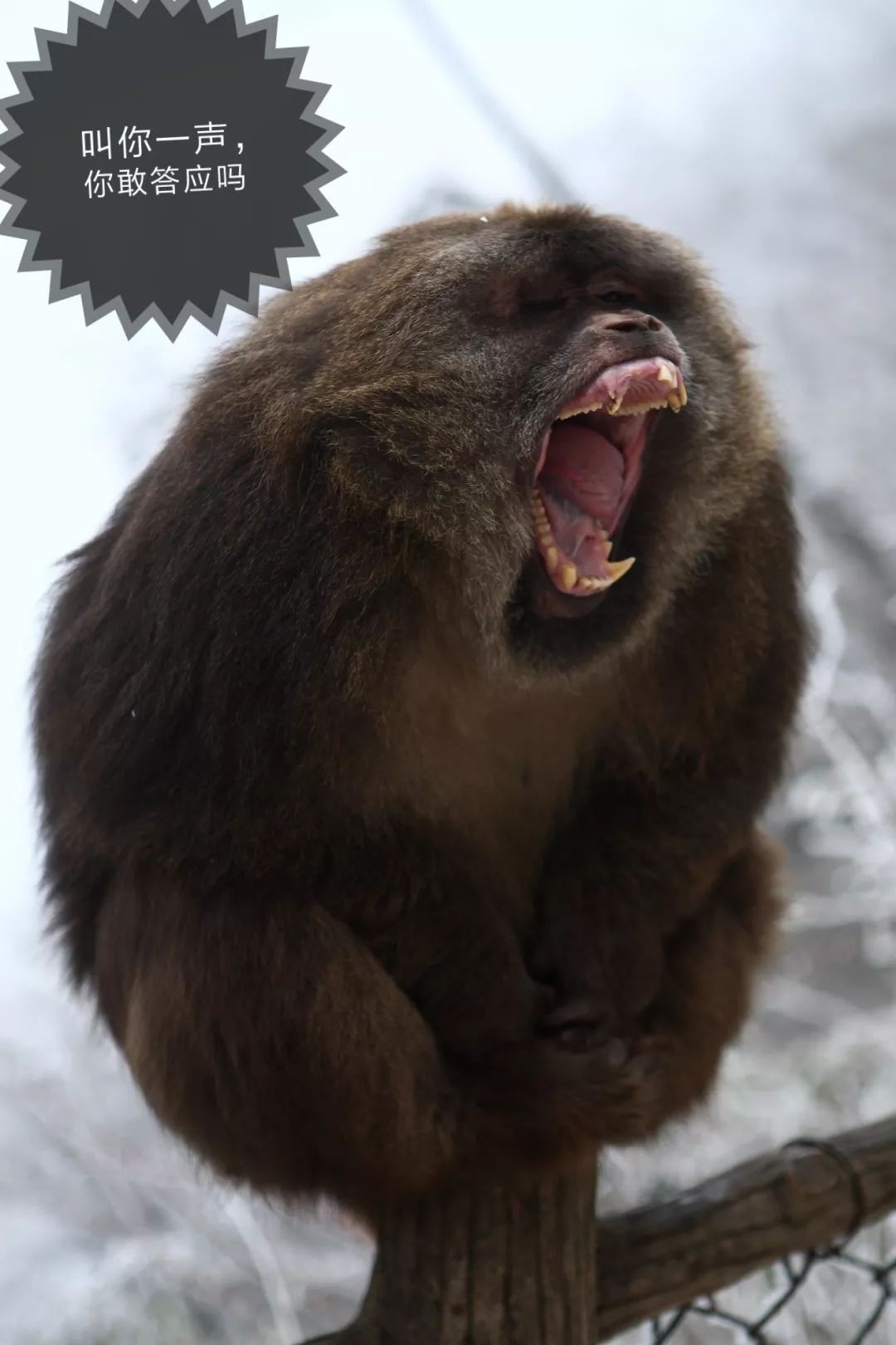 怒江金丝猴和峨眉猴干架,金丝猴遇上峨眉山猴子会发生什么