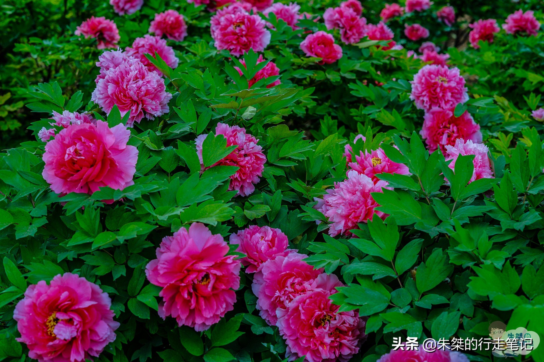 我国唯一一座以花为名的城市,中国唯一一个以花为名的城市