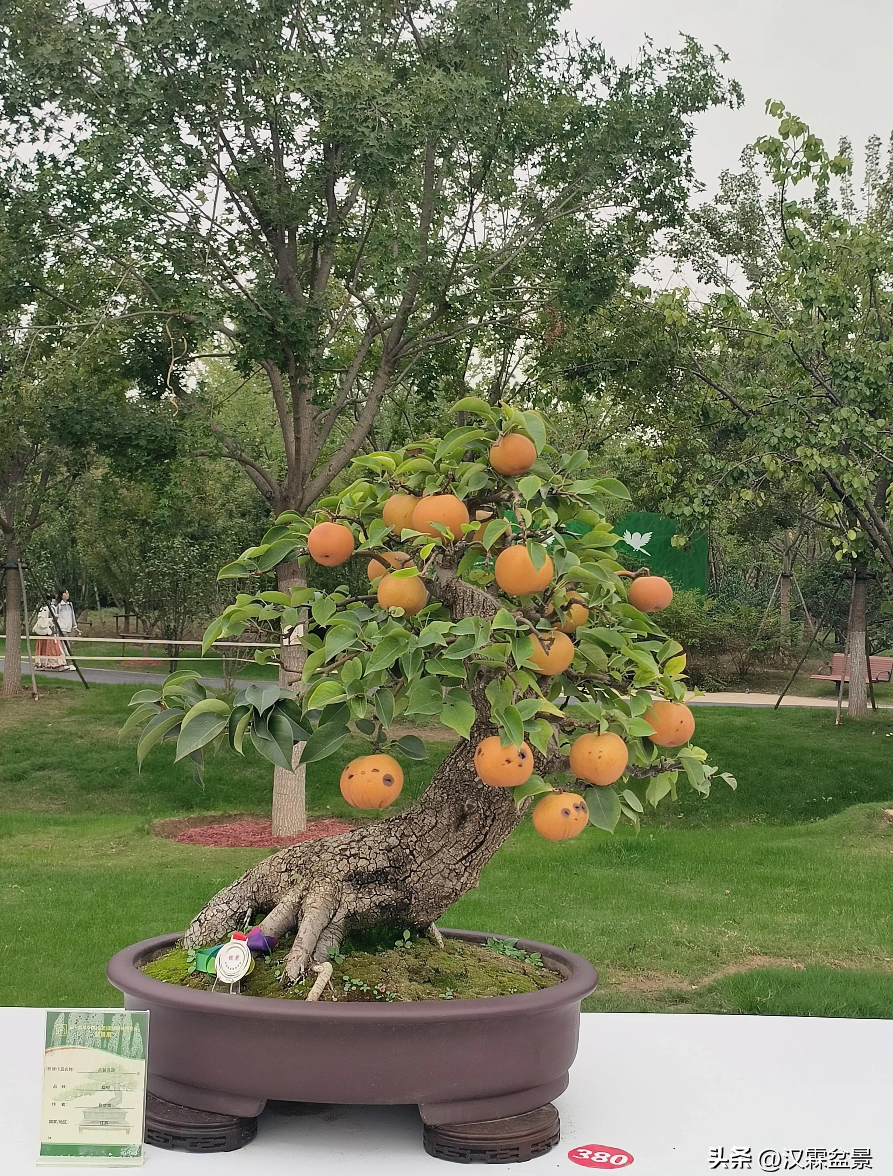 广州园林盆景展,精品大型盆景展会大全