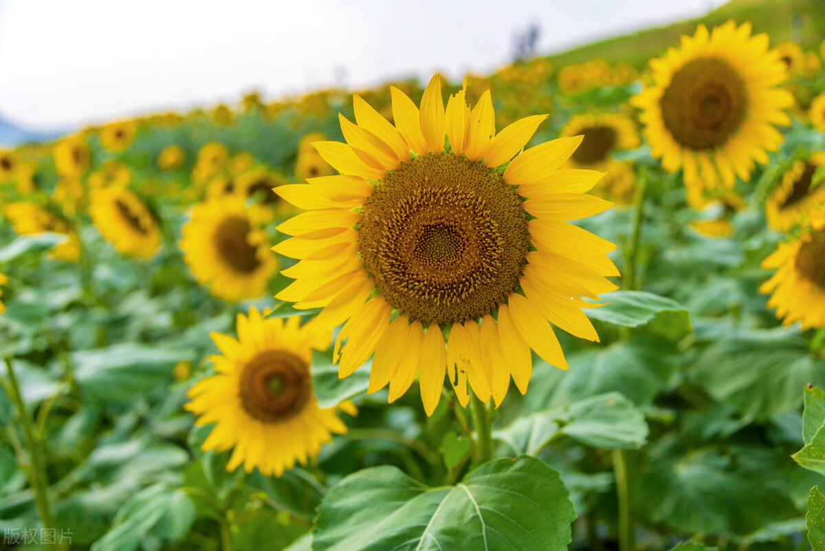 青岛卖文玩的地方在哪儿,青岛文玩市场推荐店有哪些