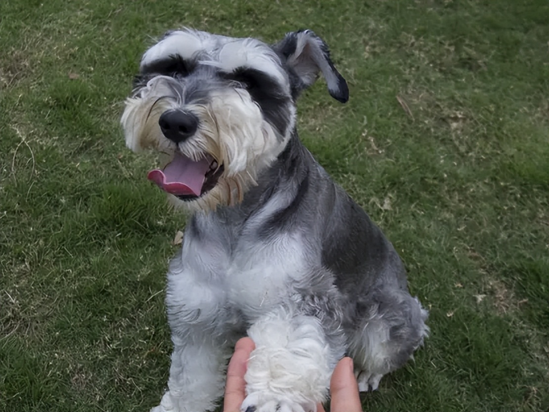 雪纳瑞为什么会把屎拉在窝里,雪纳瑞一定要好好对待自己的狗子