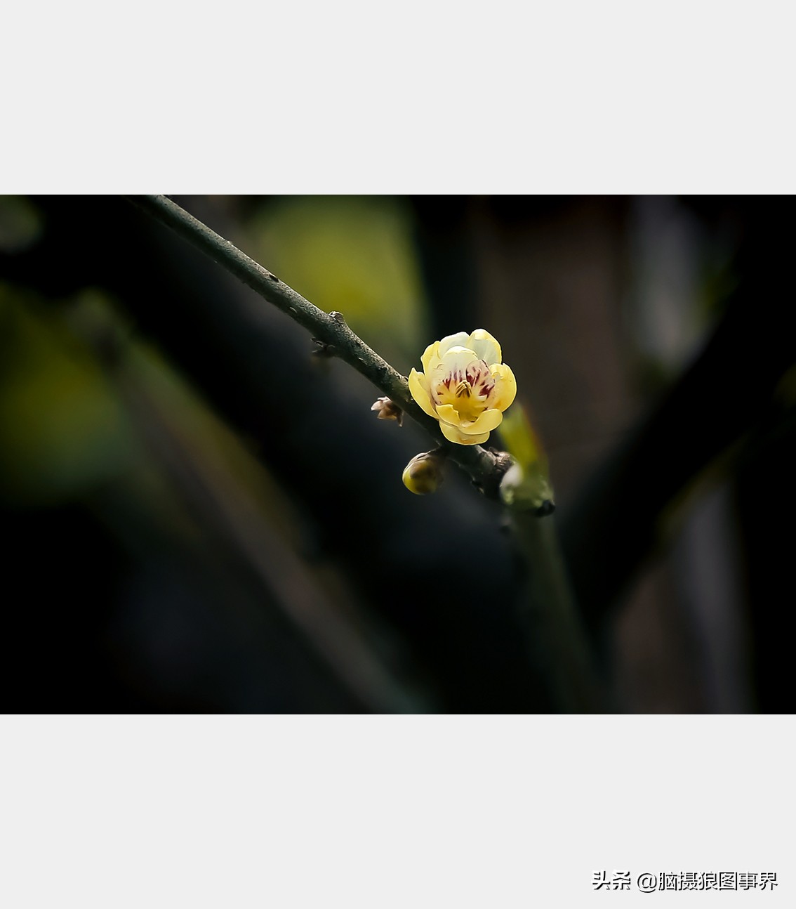 腊梅花特写怎么拍照好看,拍一枝腊梅花怎么拍出高级感