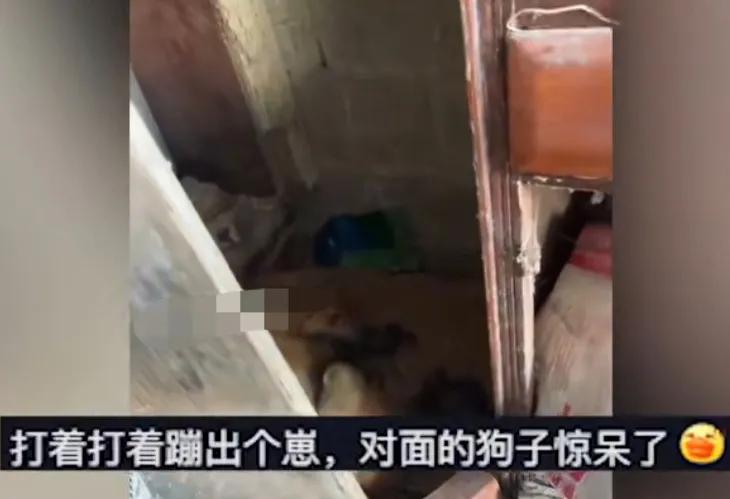 狗妈妈带小狗打架,狗妈妈打狗宝宝