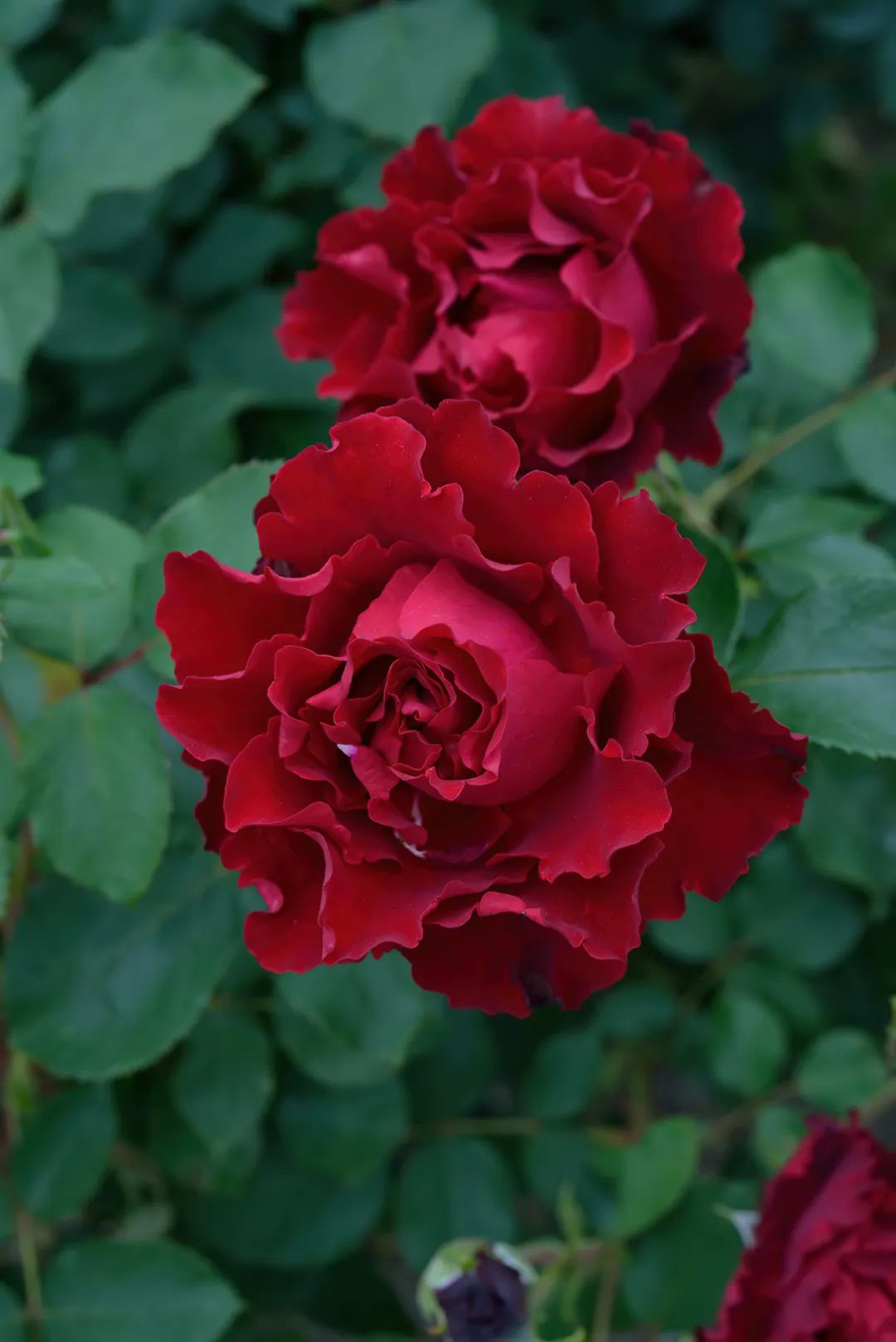 比较鲜又好养的月季品种,最值得养的大花浓香月季品种