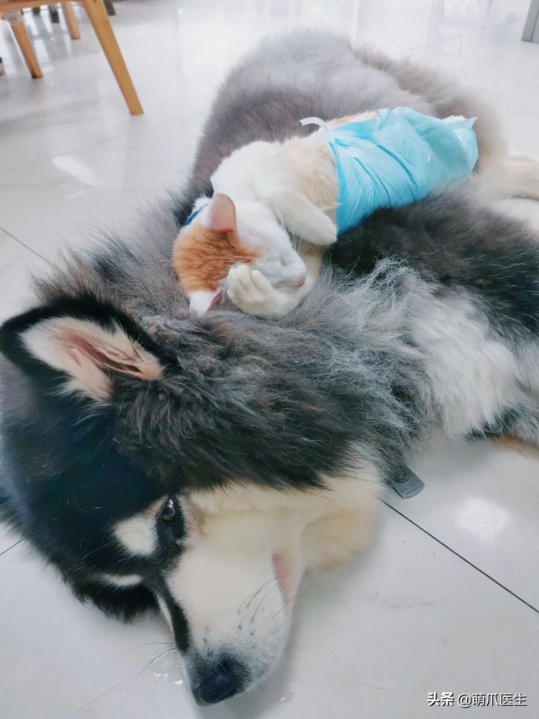 这只叫“长生”的猫咪，真实身份是美人鱼