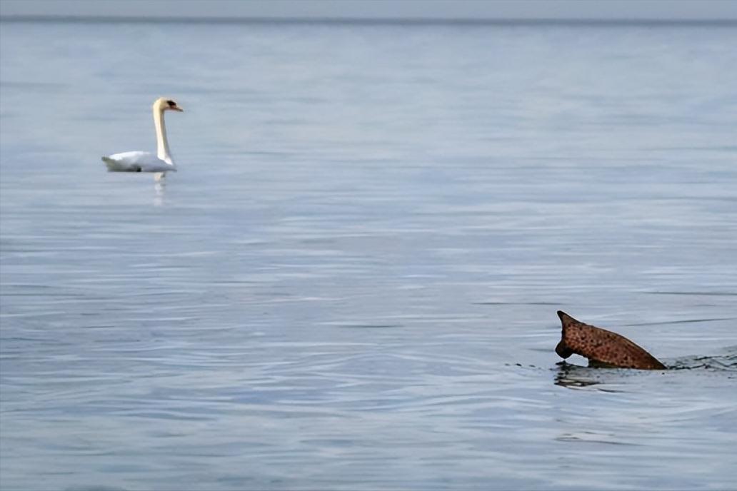 梦露惊艳写真图,女神梦露写真