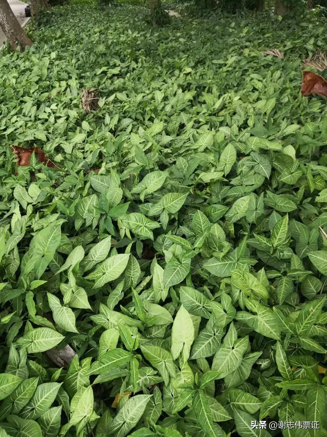 海南风情区,海南风情