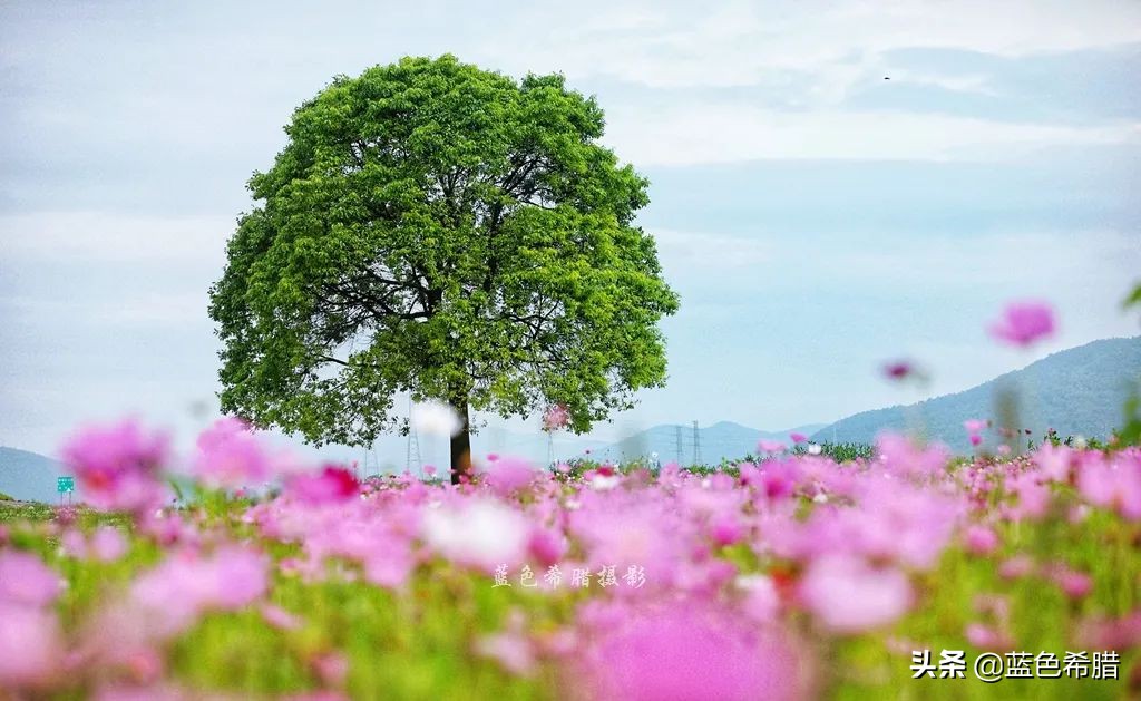摄影波斯菊花海,上虞城南江上花海