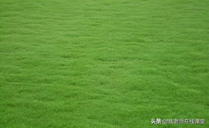 景观园林设计草坪作用,草坪景观设计原则