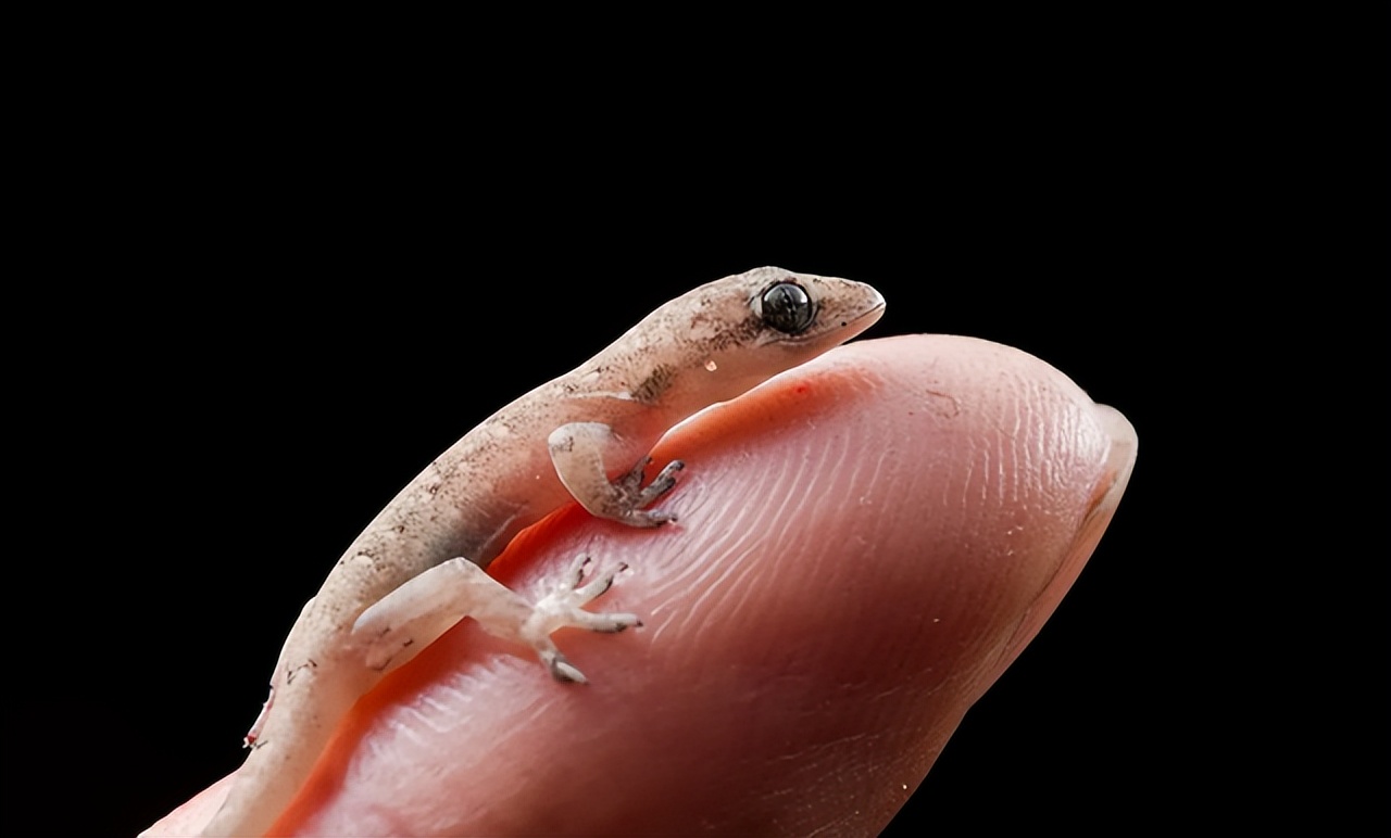 壁虎无毒,壁虎是不是无毒无害