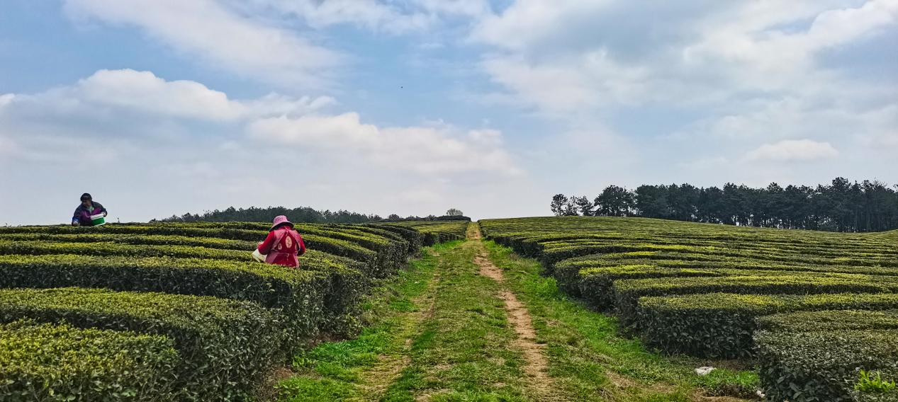 贵阳羊艾茶园风景,贵阳市羊艾茶场地址