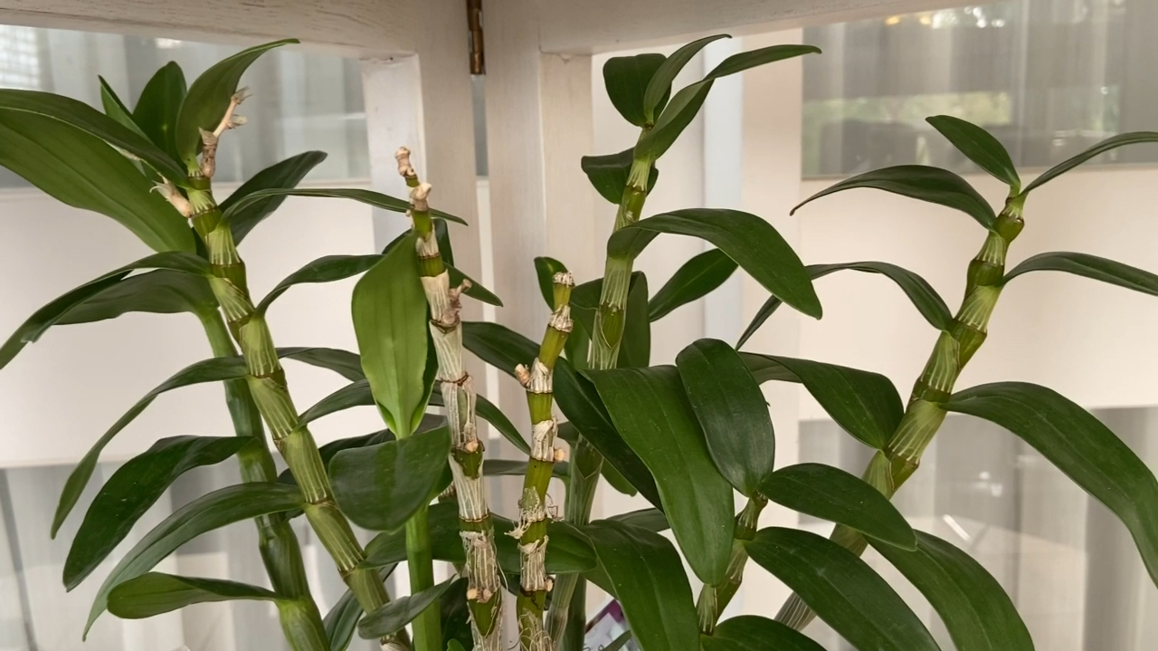 喜阴最好养的10种花,杜鹃花喜阴还是喜散光