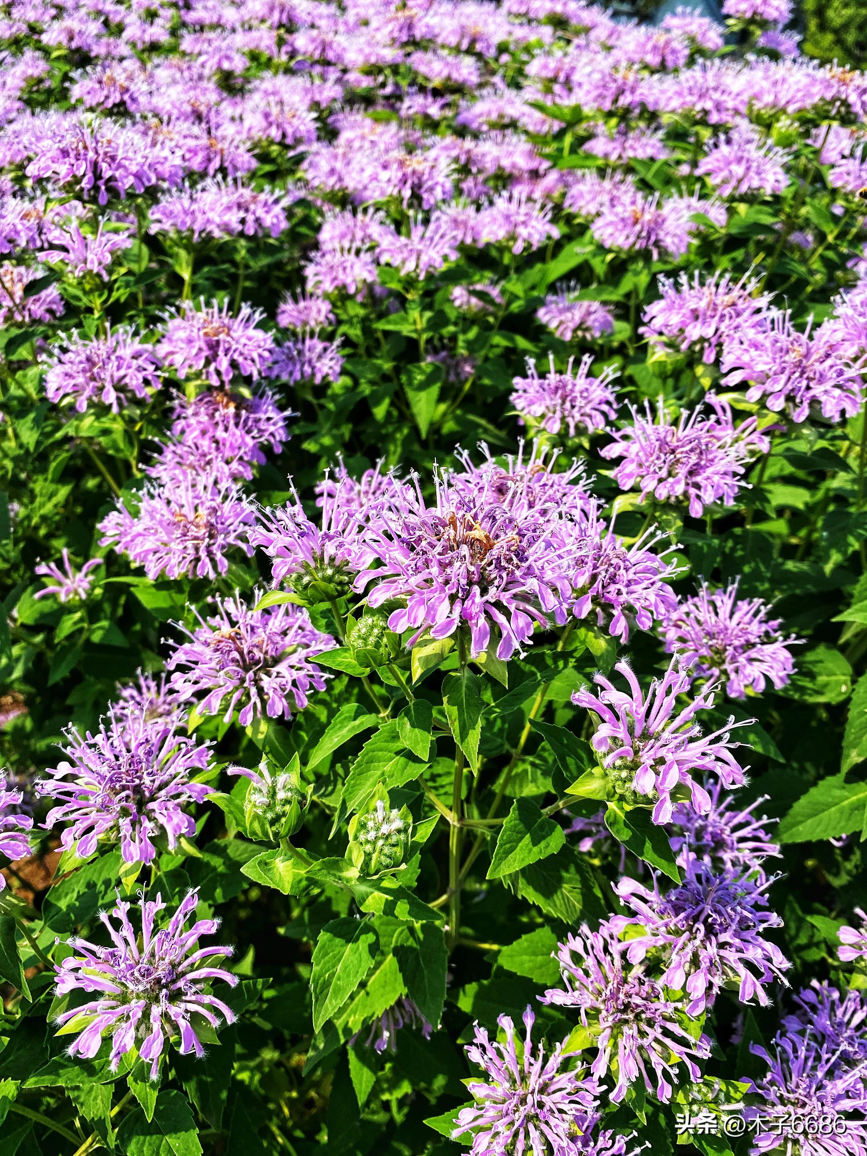 苹果味的薄荷植物,薄荷清凉可口