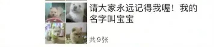 老妈给狗申请微信号,拉进家族群,每天更新朋友圈…可看完我却哭了