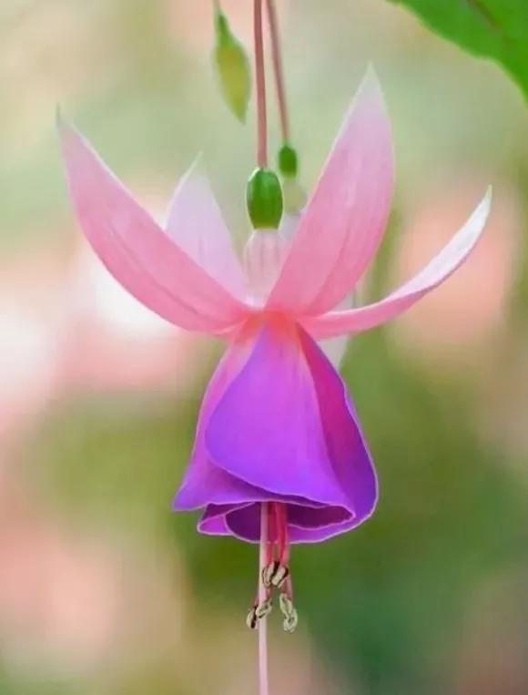 各种形态的花卉,30多种奇异的鲜花供你欣赏收藏