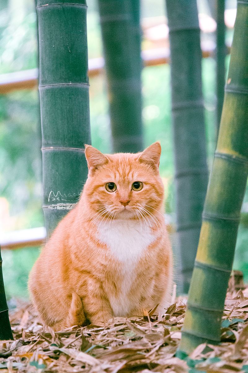 猫咪有这几个特征招财又旺家,猫是否招财运