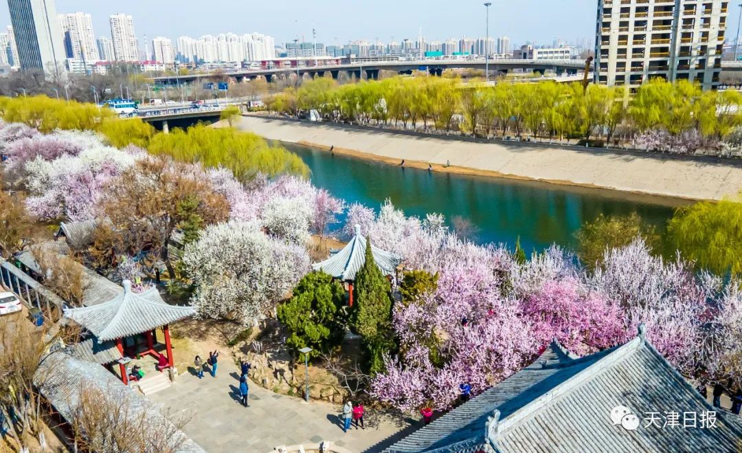 今年天津的桃花堤的桃花节是几号,天津桃花节旅游线路推介