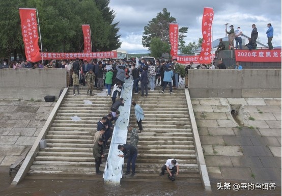 意外捕捞野生达氏鳇,达氏鳇增殖放流活动