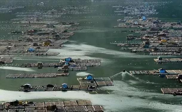 农村搞养殖能赚钱吗,农村养殖什么不愁销路且利润大