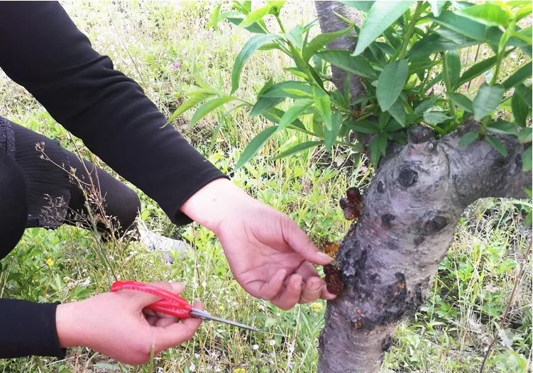 树上刚采摘的桃胶多少钱一斤,农村没人要的好货